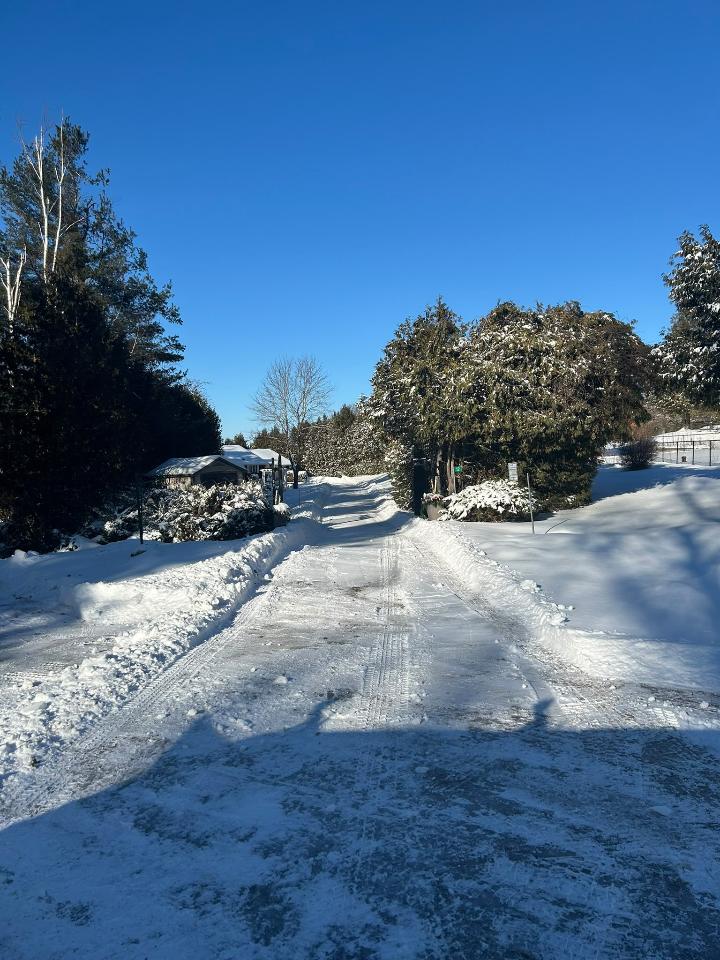 Estate driveway cleared through a mature evergreen tree line